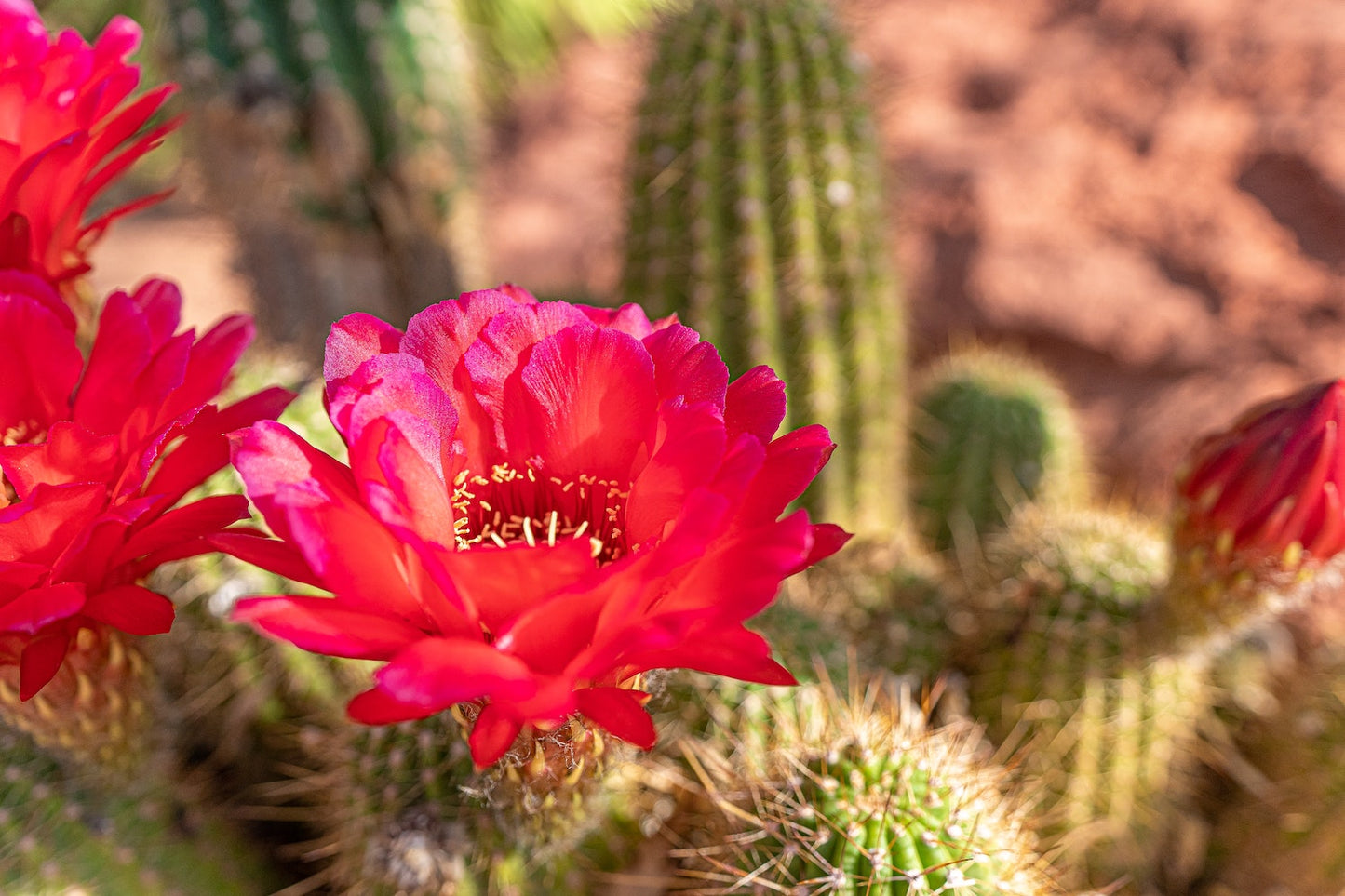 Cactus Flower