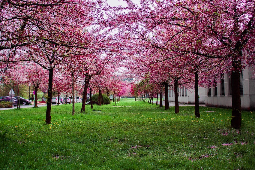 Cherry Blossom