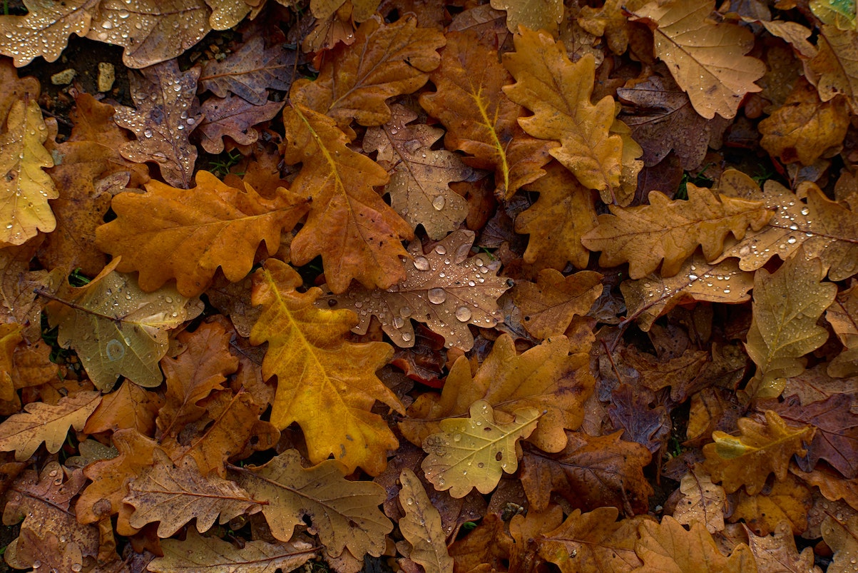 Fallen Leaves