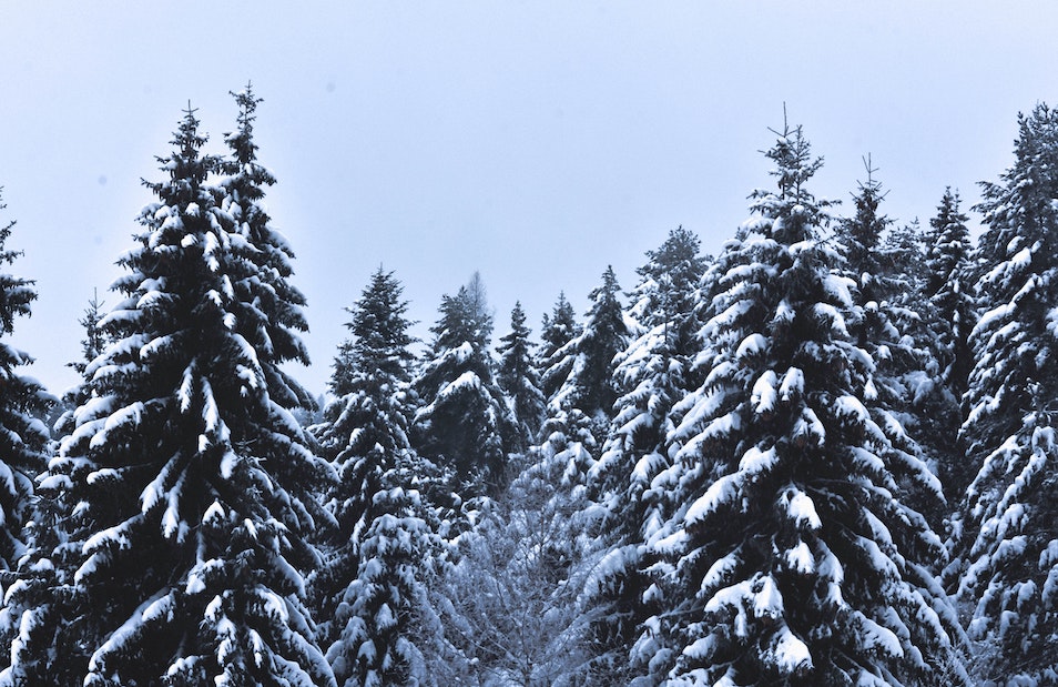 Fraser Fir