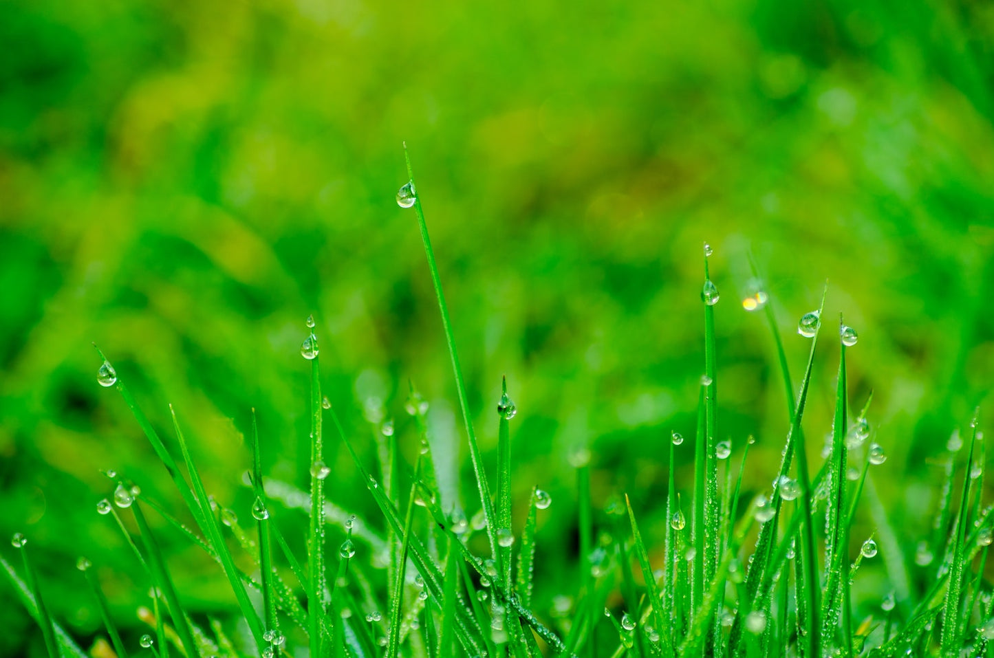 Fresh Cut Grass