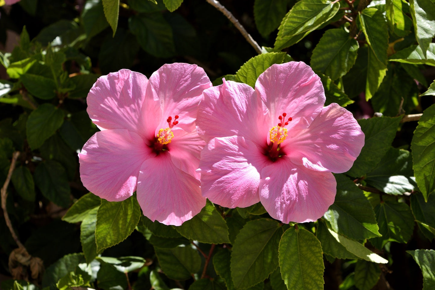 Hibiscus Palm