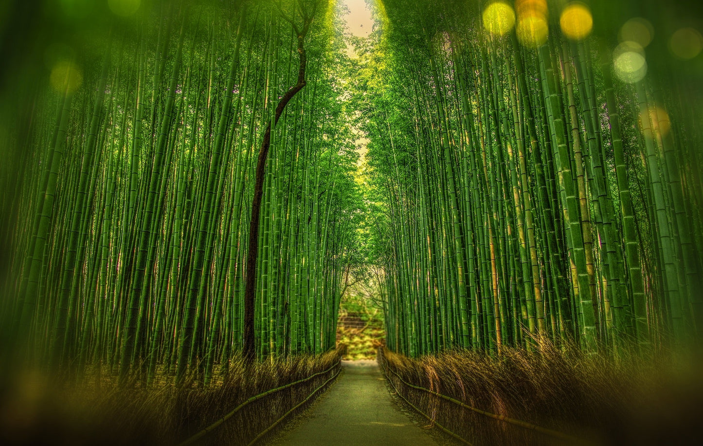Himalayan Bamboo