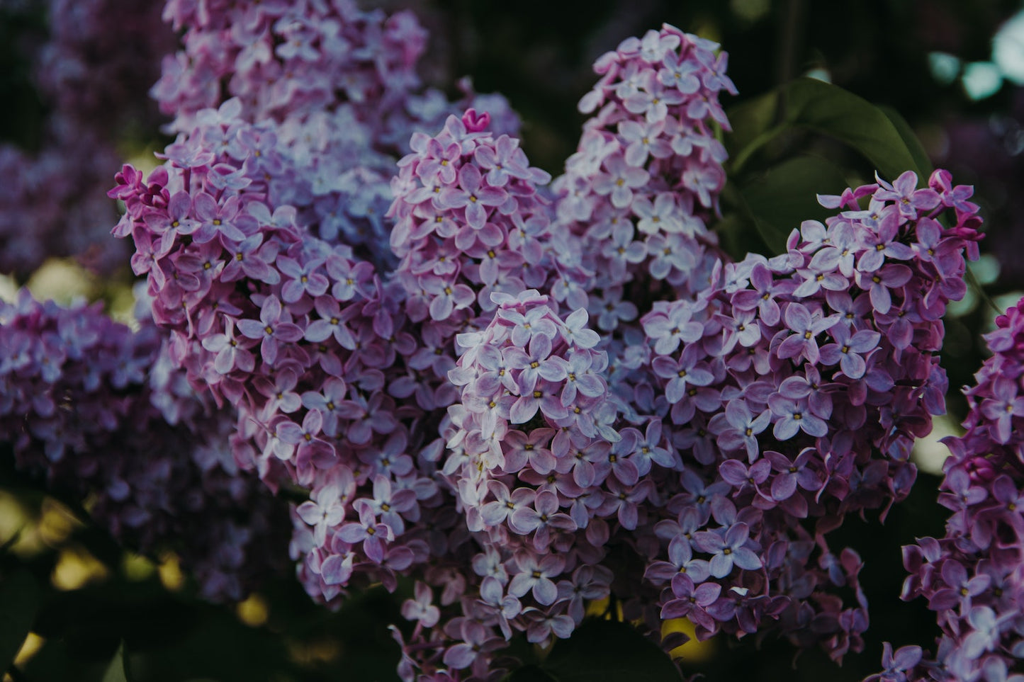 Lilac