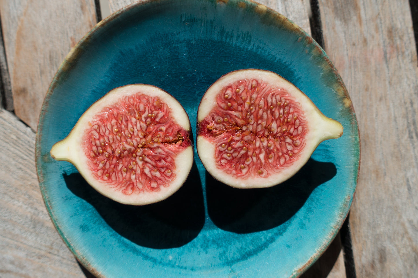 Mediterranean Fig