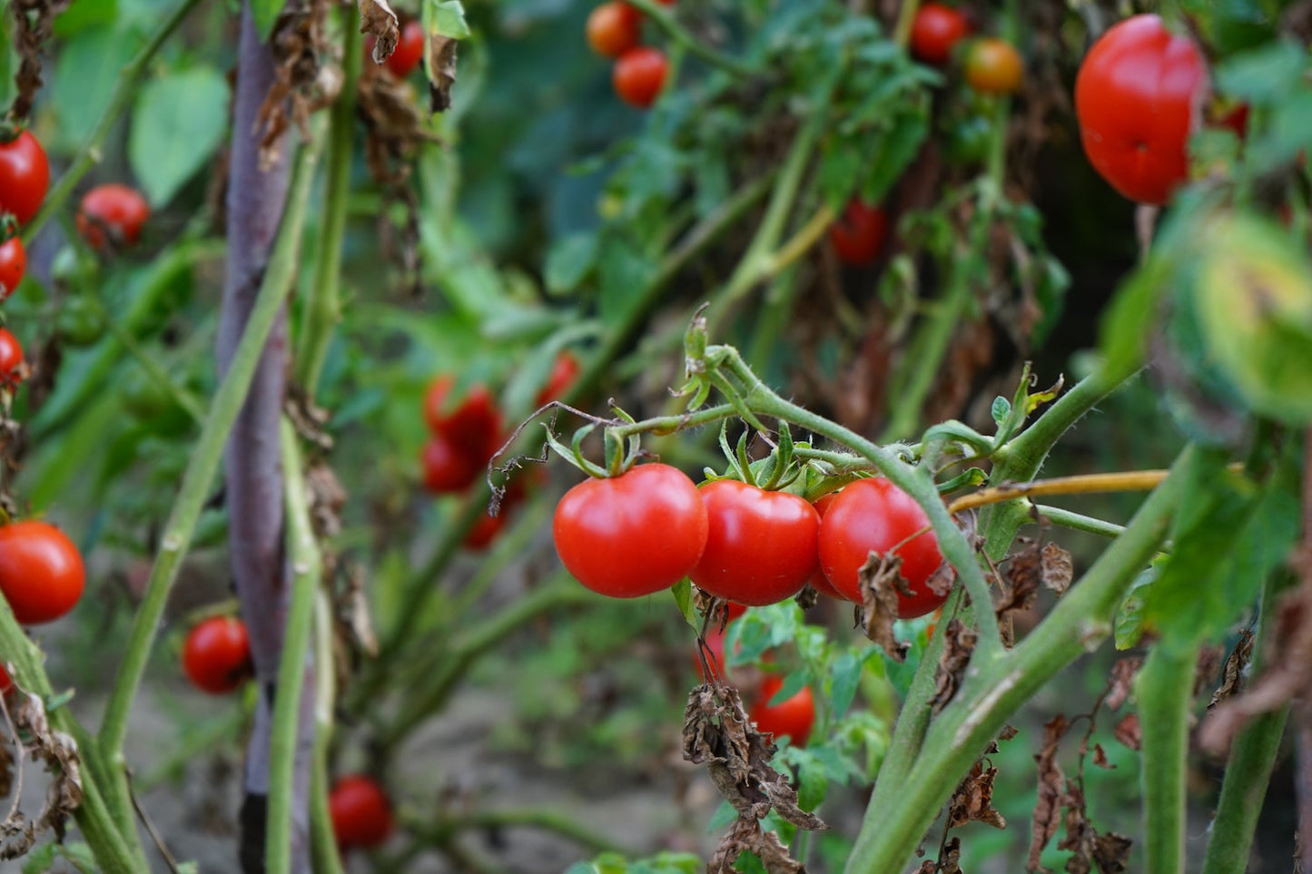 Tomato Leaf