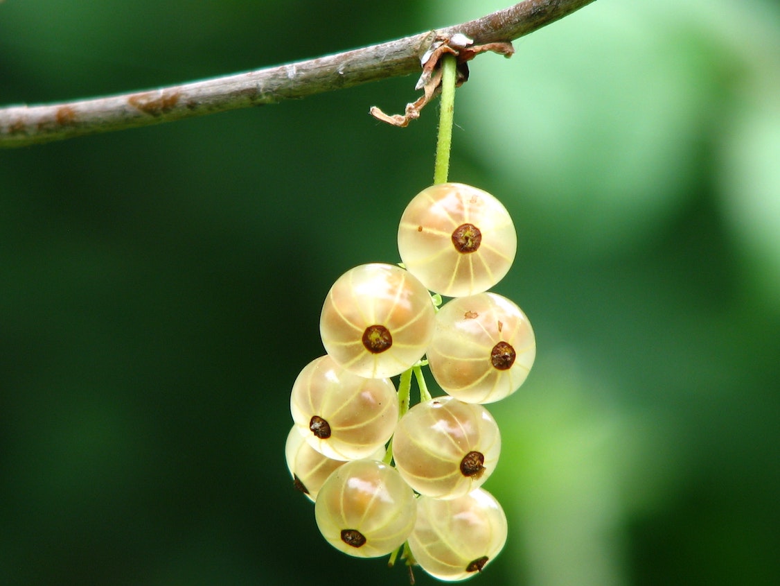 White Currant